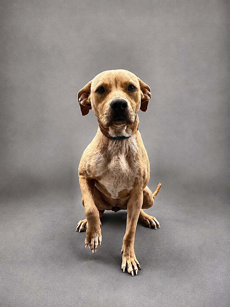 LEANA - Labrador Retriever for adoption in Baton Rouge