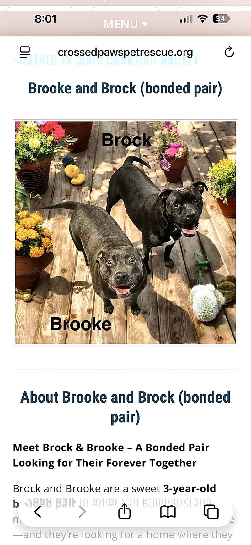 BROOK & BROCK - American Bulldog for adoption in Lakeland