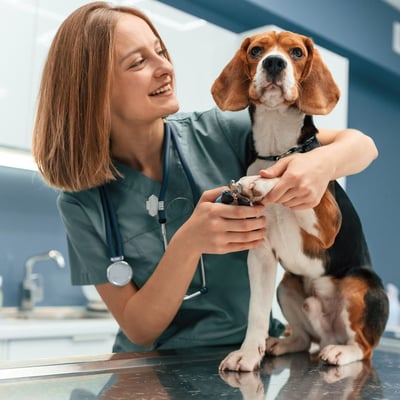 Pet Vaccination Schedule Guide: Your Rescue Pet's Health Timeline