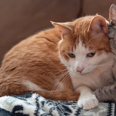 Bonded Pair Adoption: Why Two Pets Are Better Than One