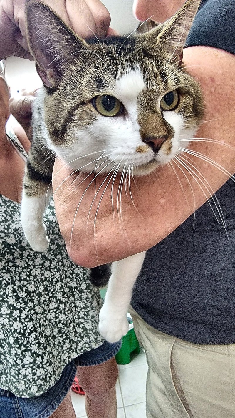 SIMON - Domestic Short Hair available for adoption