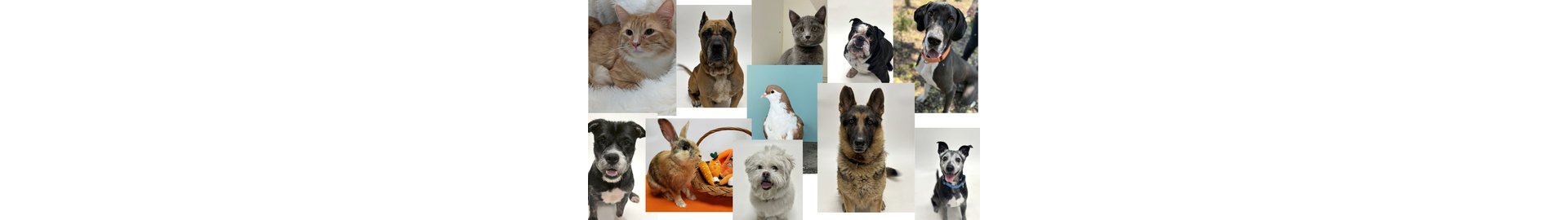Hayward Animal Services Bureau