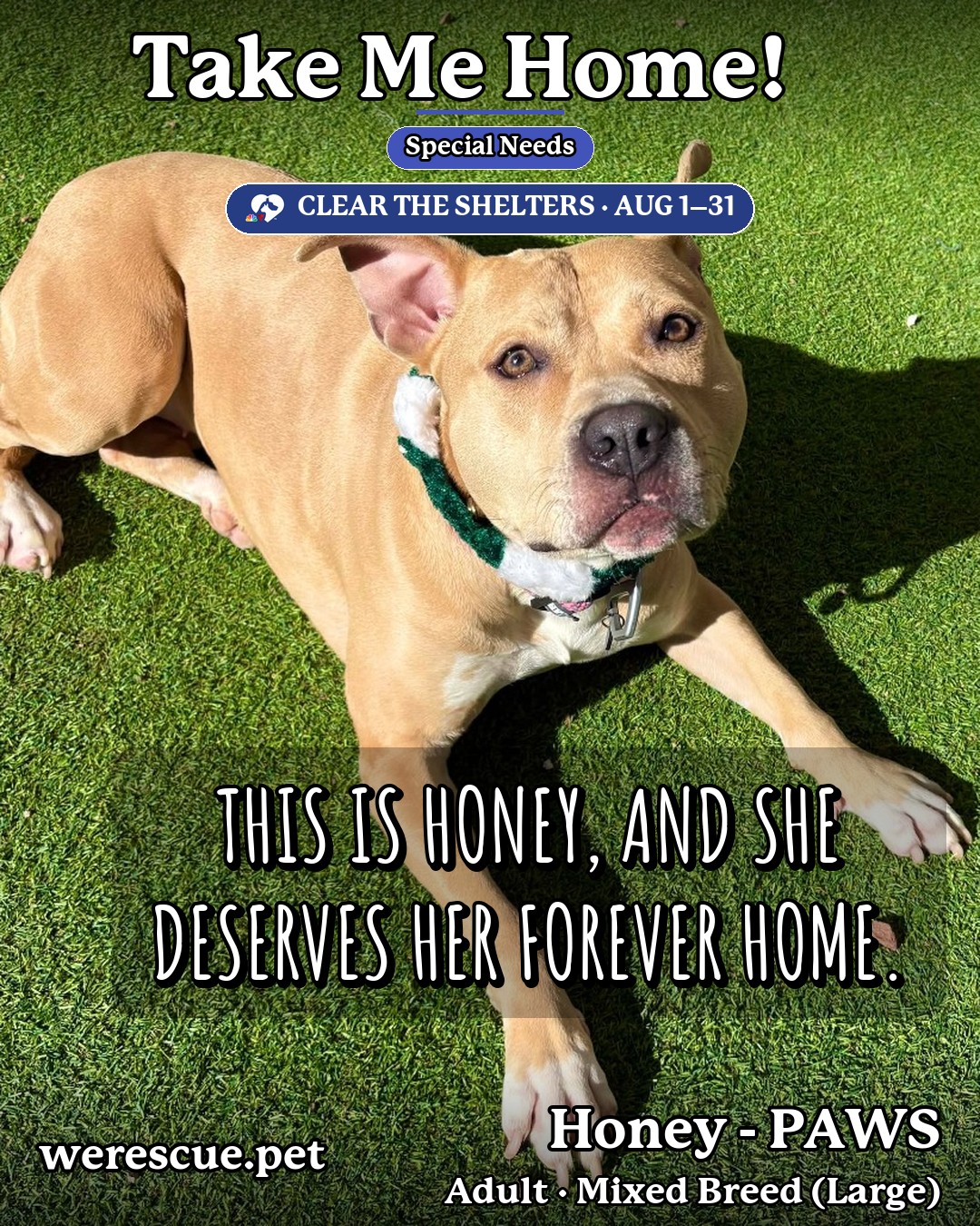 Honey - PAWS's social media photos post