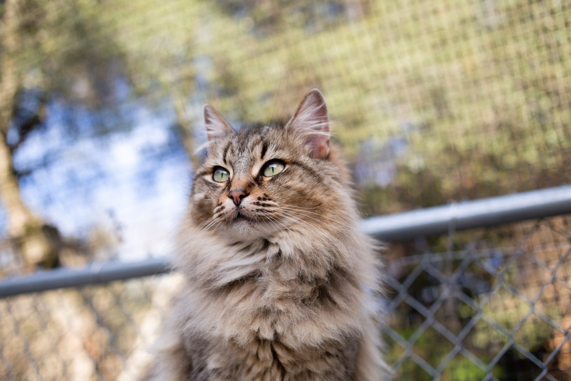 Fat Kitty City Humane Society facility
