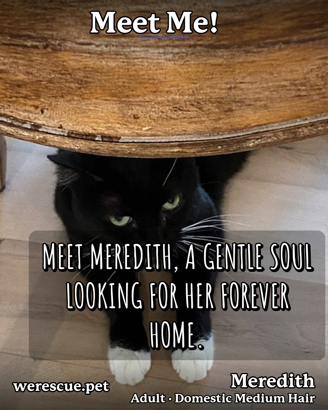 Meredith's social media photos post
