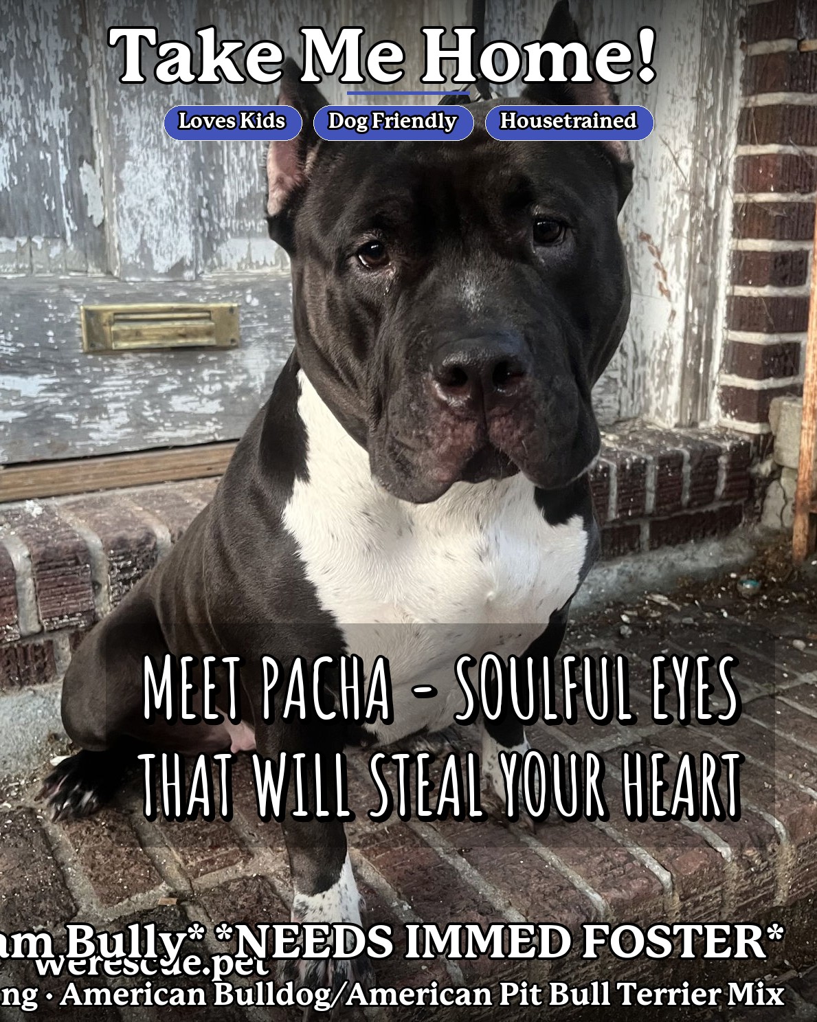 PACHA - “Dream Bully* *NEEDS IMMED FOSTER*'s social media photos post