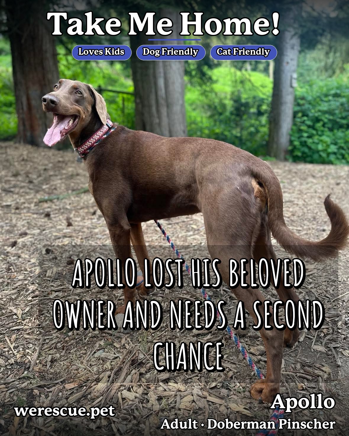 Apollo's social media slideshow post