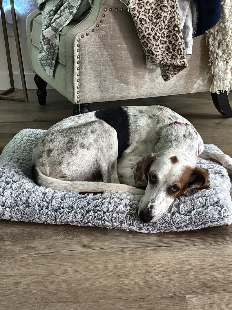 CONNIE - Foxhound for adoption in Lakeland