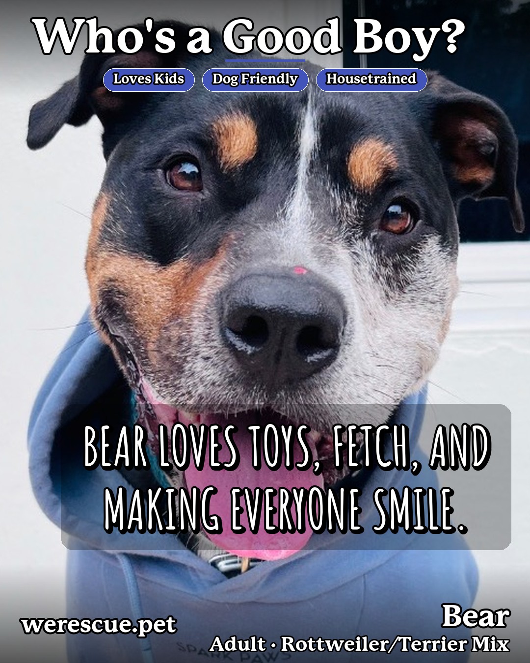 Bear's social media photos post