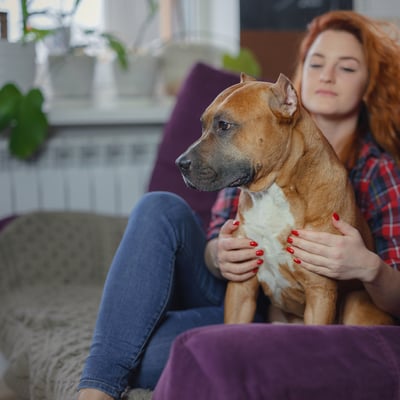 How to Create a Pet Resume to Beat Rental Breed Restrictions image