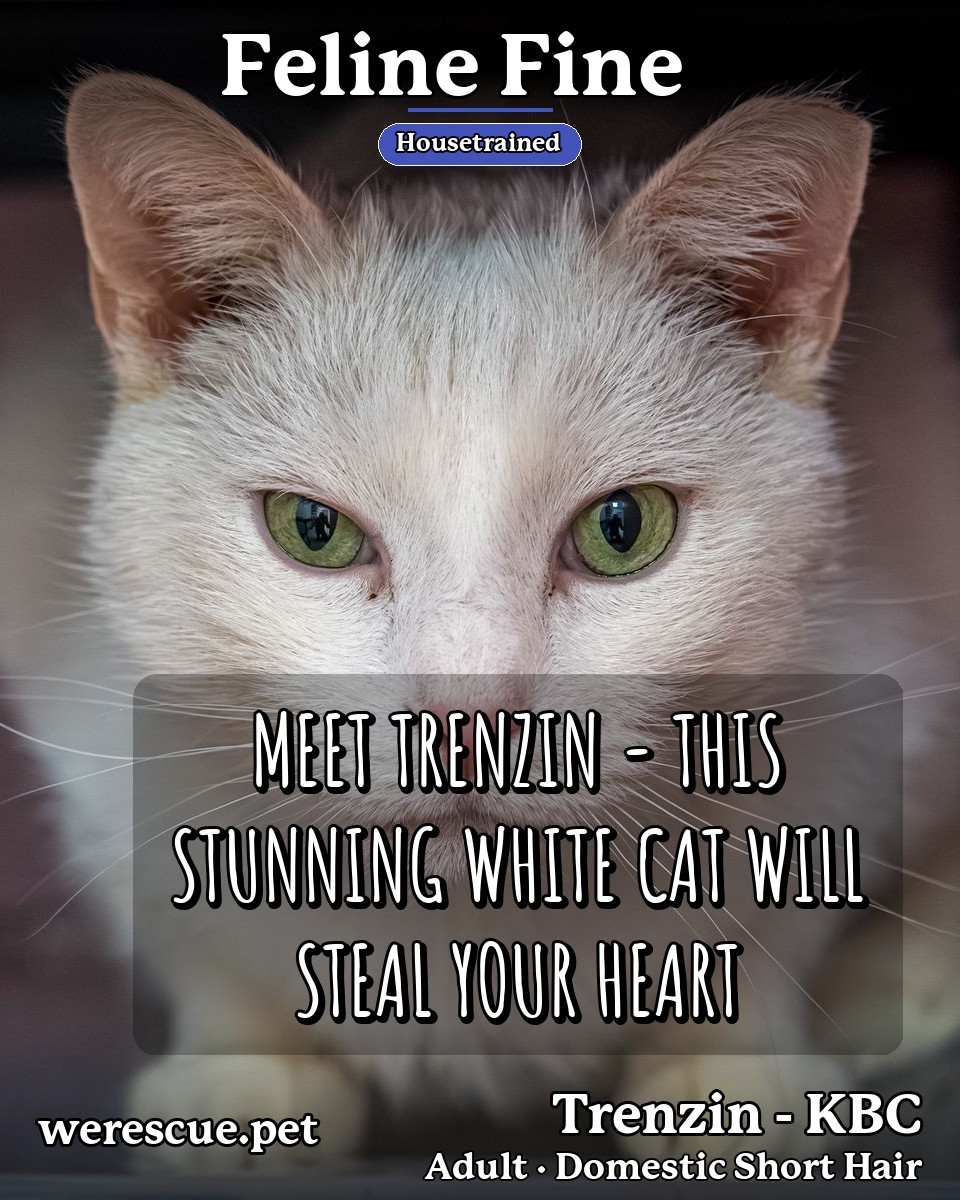 Trenzin - KBC's social media photos post