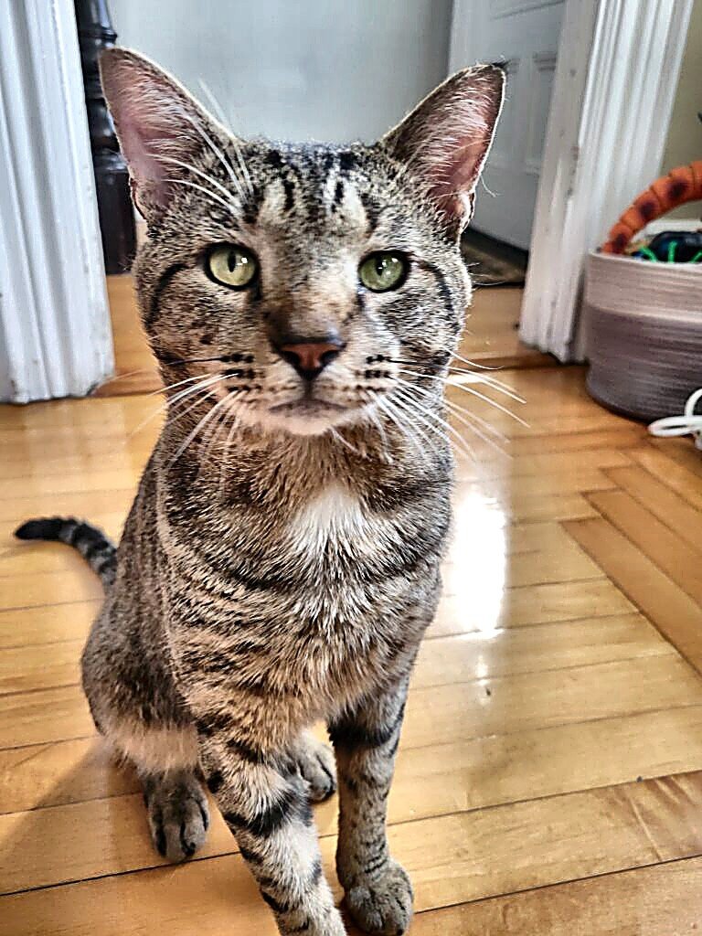 CHADWICK - Tabby available for adoption