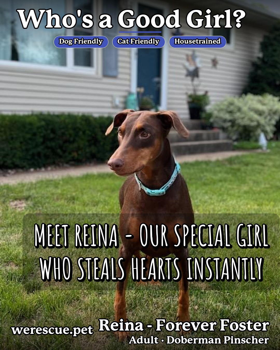 Reina - Forever Foster's social media slideshow post