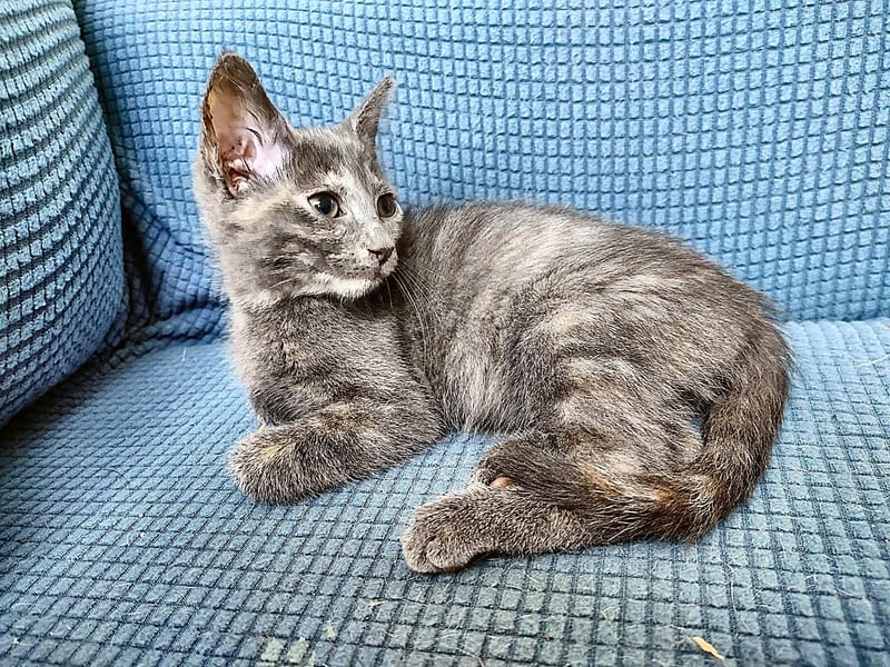 MERCURY - Domestic Short Hair available for adoption