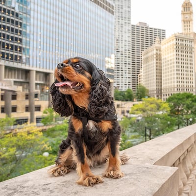 You Don't Need a Backyard to Be a Great Dog Parent: A Guide to Adopting in the City image