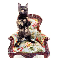 Maeve - Photo 4