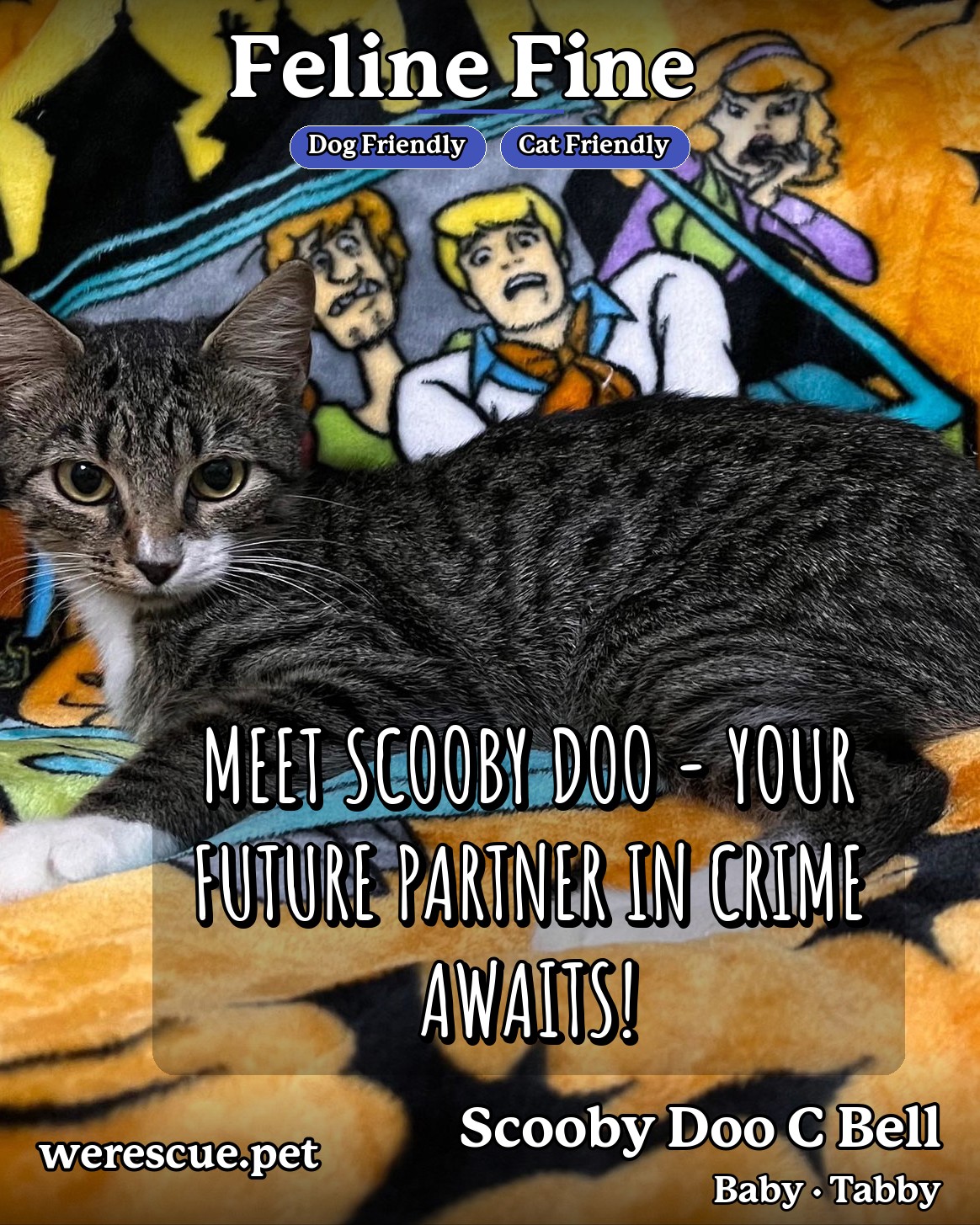 Scooby Doo C Bell's social media photos post