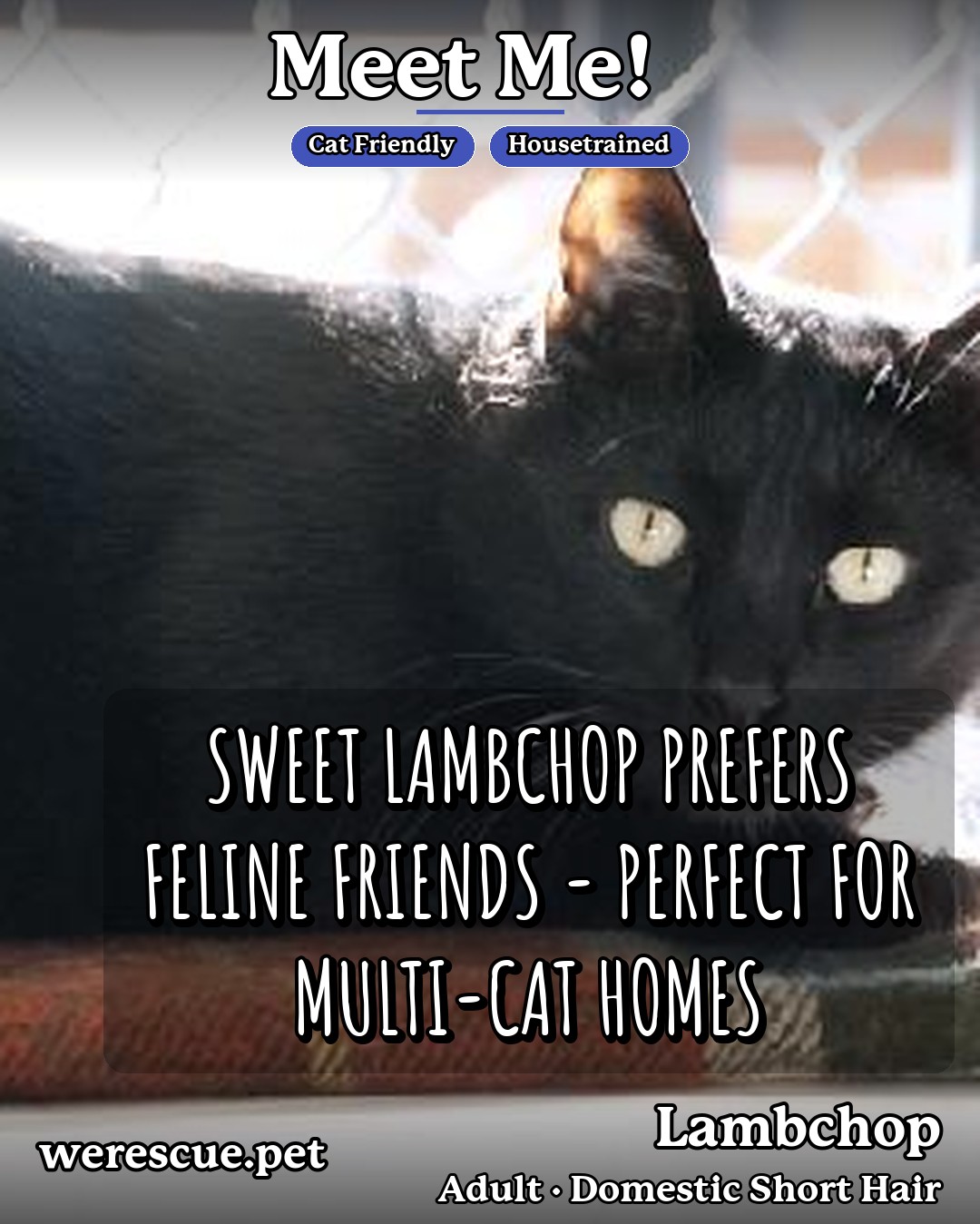 Lambchop's social media photos post