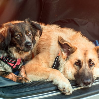 What do I need to know about adopting a rescue dog from out of state?