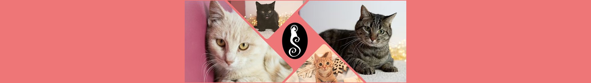 St. Sophia's Forgotten Felines