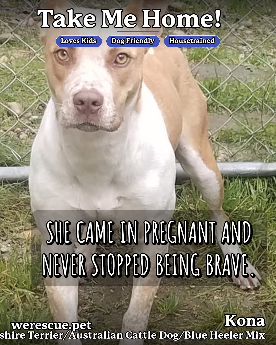 Kona's social media slideshow post