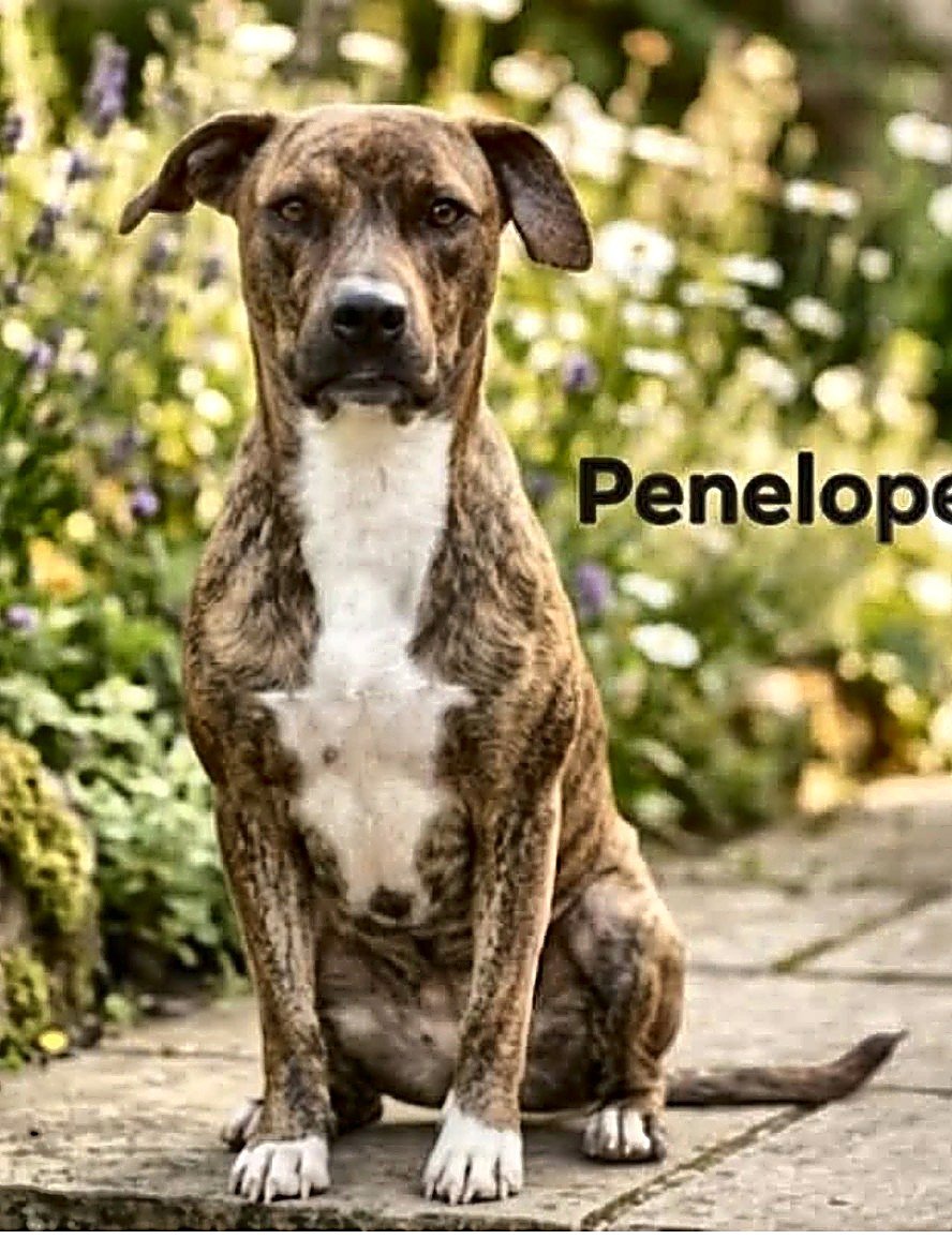 Penelope Image