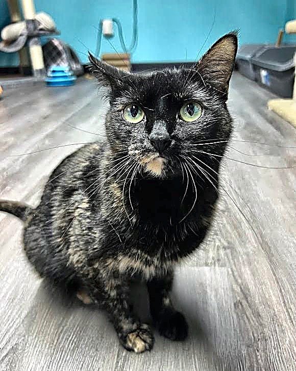 MAEVE - Tortoiseshell available for adoption