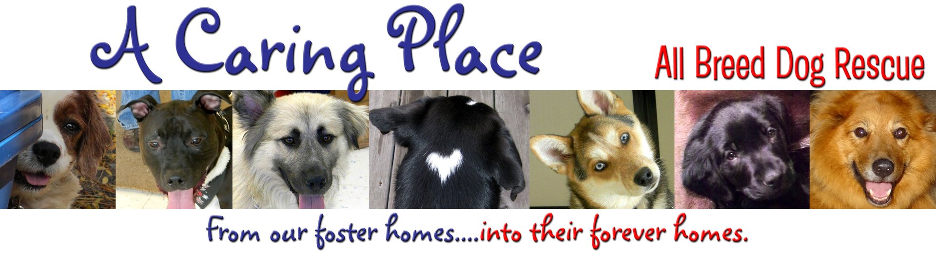 A Caring Place - All Breed Dog Rescue