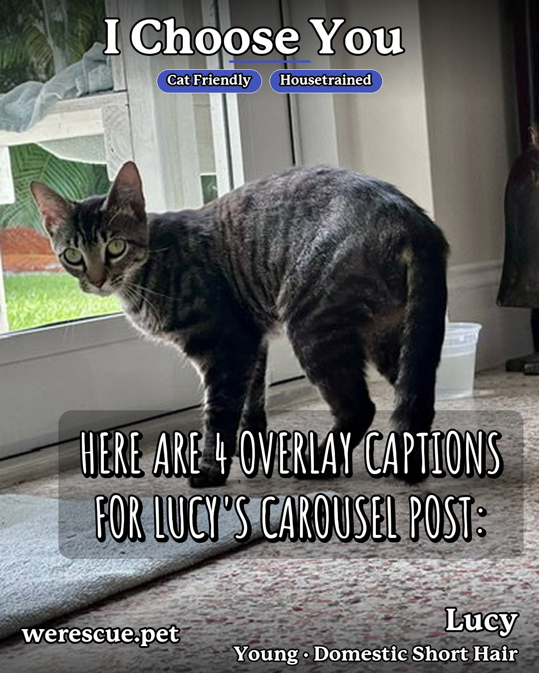 Lucy's social media photos post