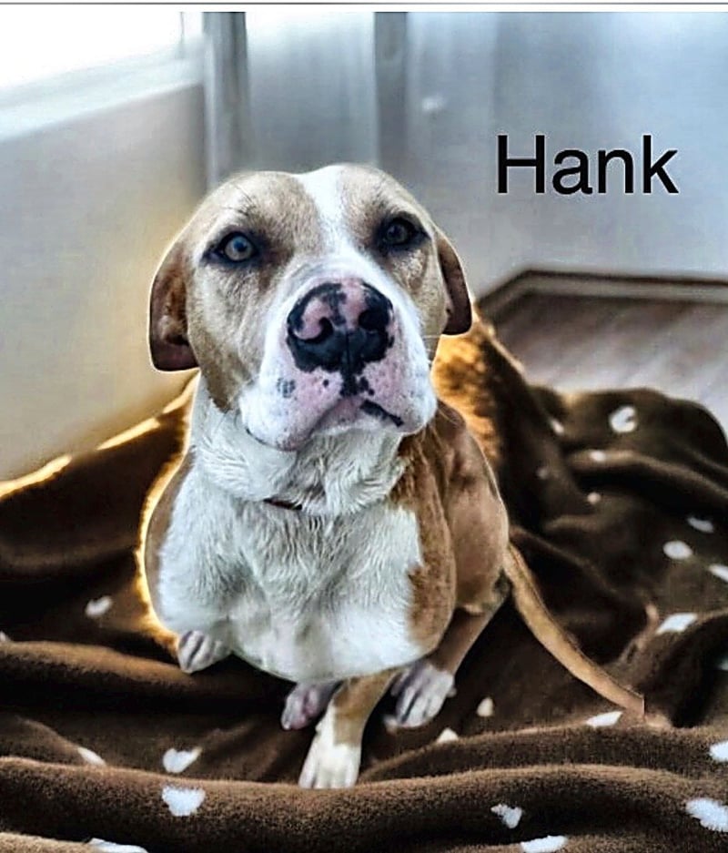 HANK - American Bulldog for adoption in Lakeland