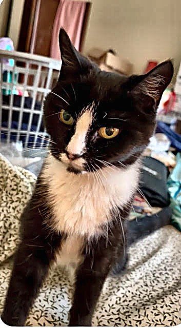 STELLA – NEEDS A FOSTER - Domestic Short Hair available for adoption