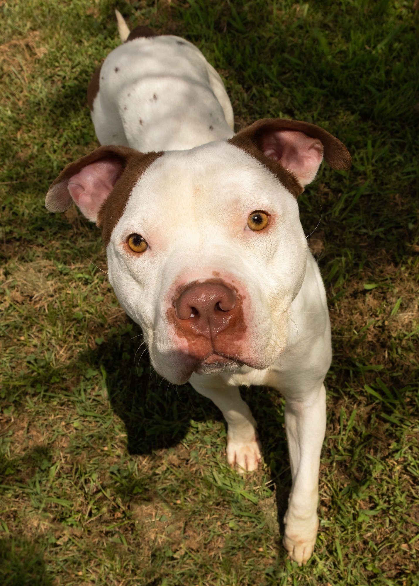 Norfolk Animal Care Center facility