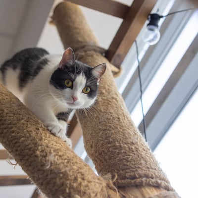 Pet Allergies? How to Adopt Successfully Despite Sensitivities