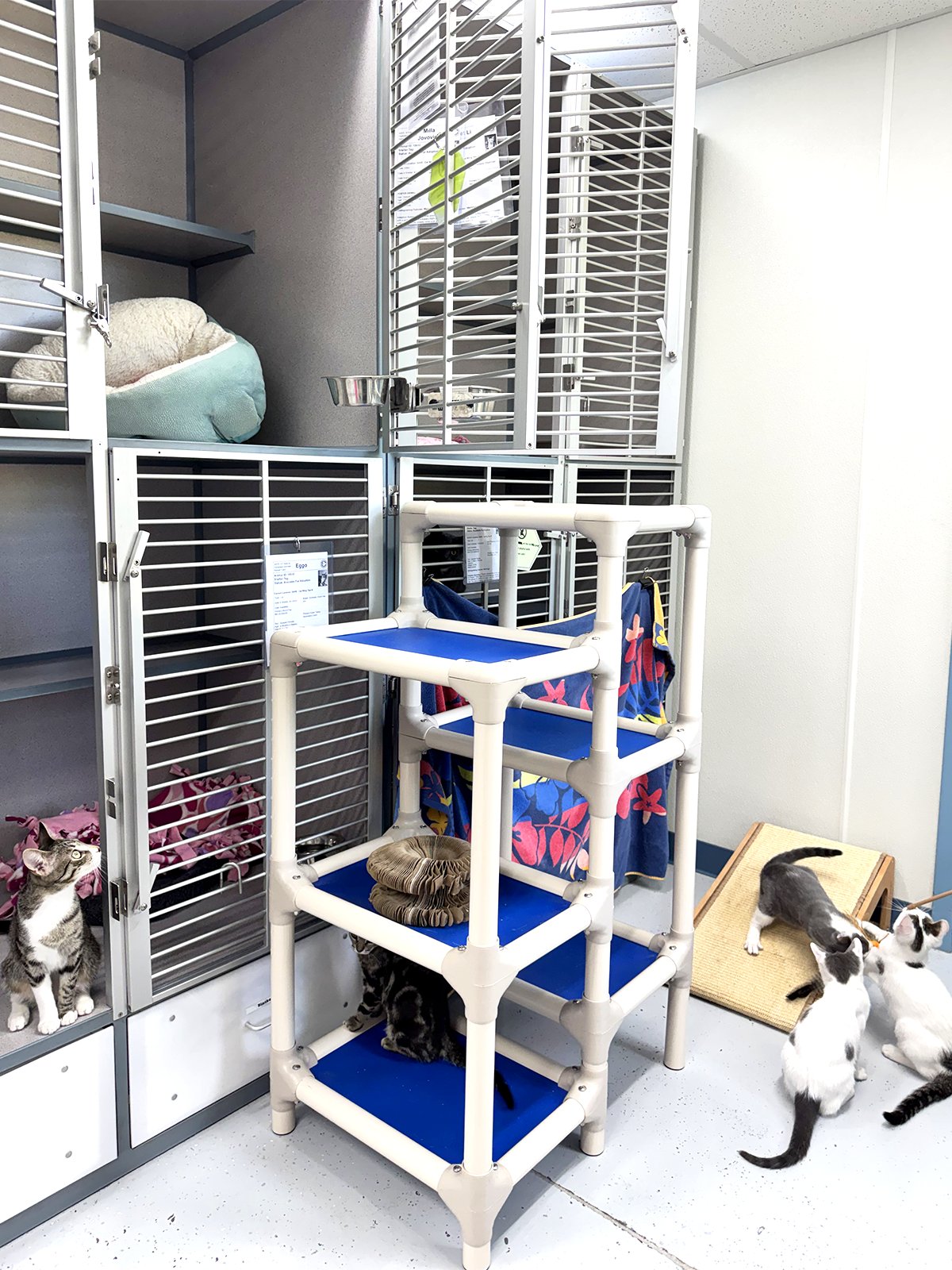 Cat adoption room shenanigans!