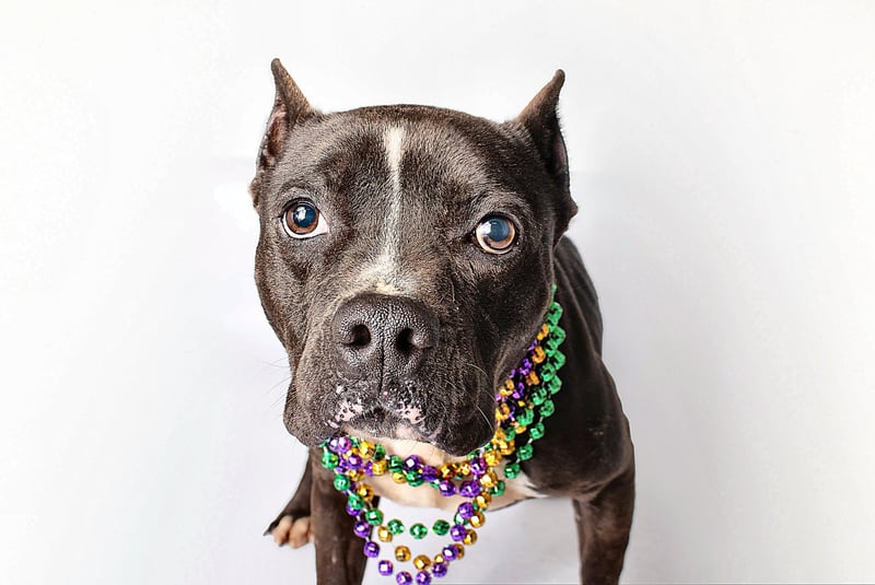 BUCKWHEAT - American Pit Bull Terrier for adoption in Baton Rouge