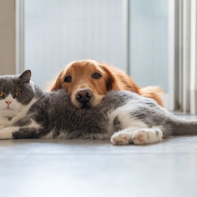 How to Introduce a Rescue Dog to Your Resident Cat