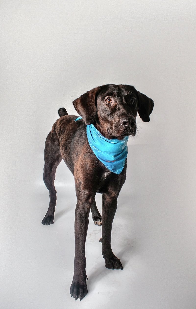 WIGEON - Black Labrador Retriever for adoption in Baton Rouge