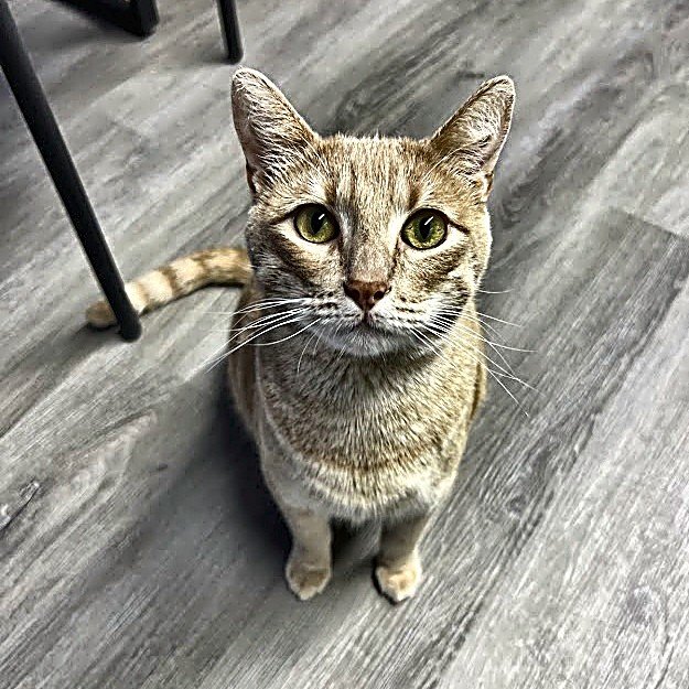 LANCE - Tabby available for adoption