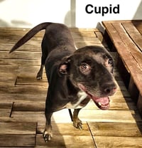 Cupid - Photo 1