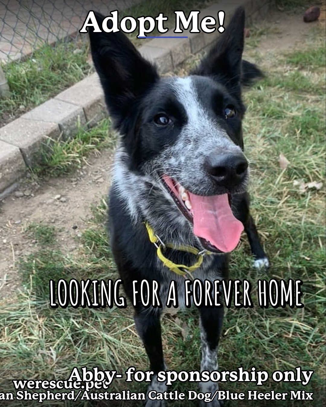 Abby- for sponsorship only's social media photos post