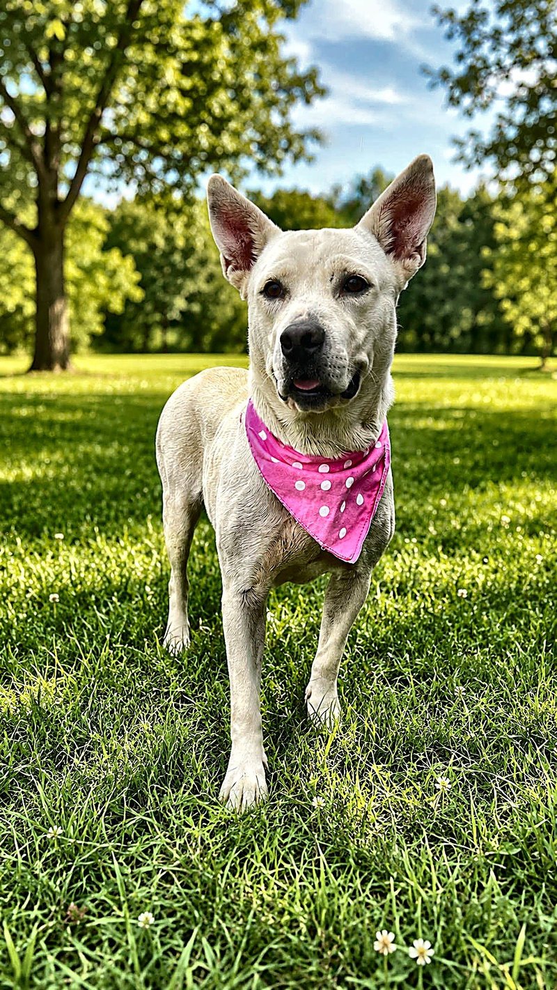 BREA - German Shepherd Dog for adoption in Baton Rouge