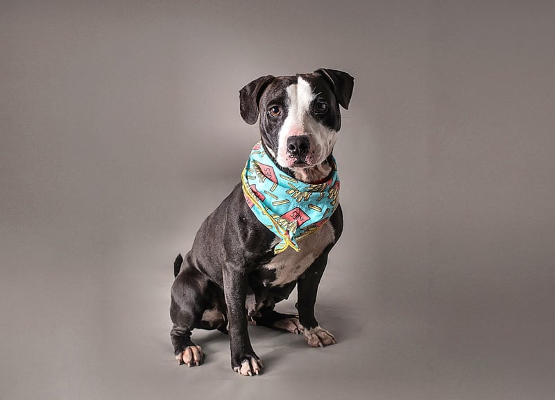 PERRILLOUX - American Pit Bull Terrier for adoption in Baton Rouge