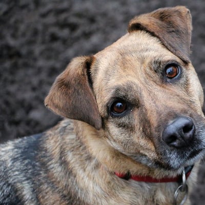 Mountain Cur Adoption Guide: Temperament, Care & Finding Your Match