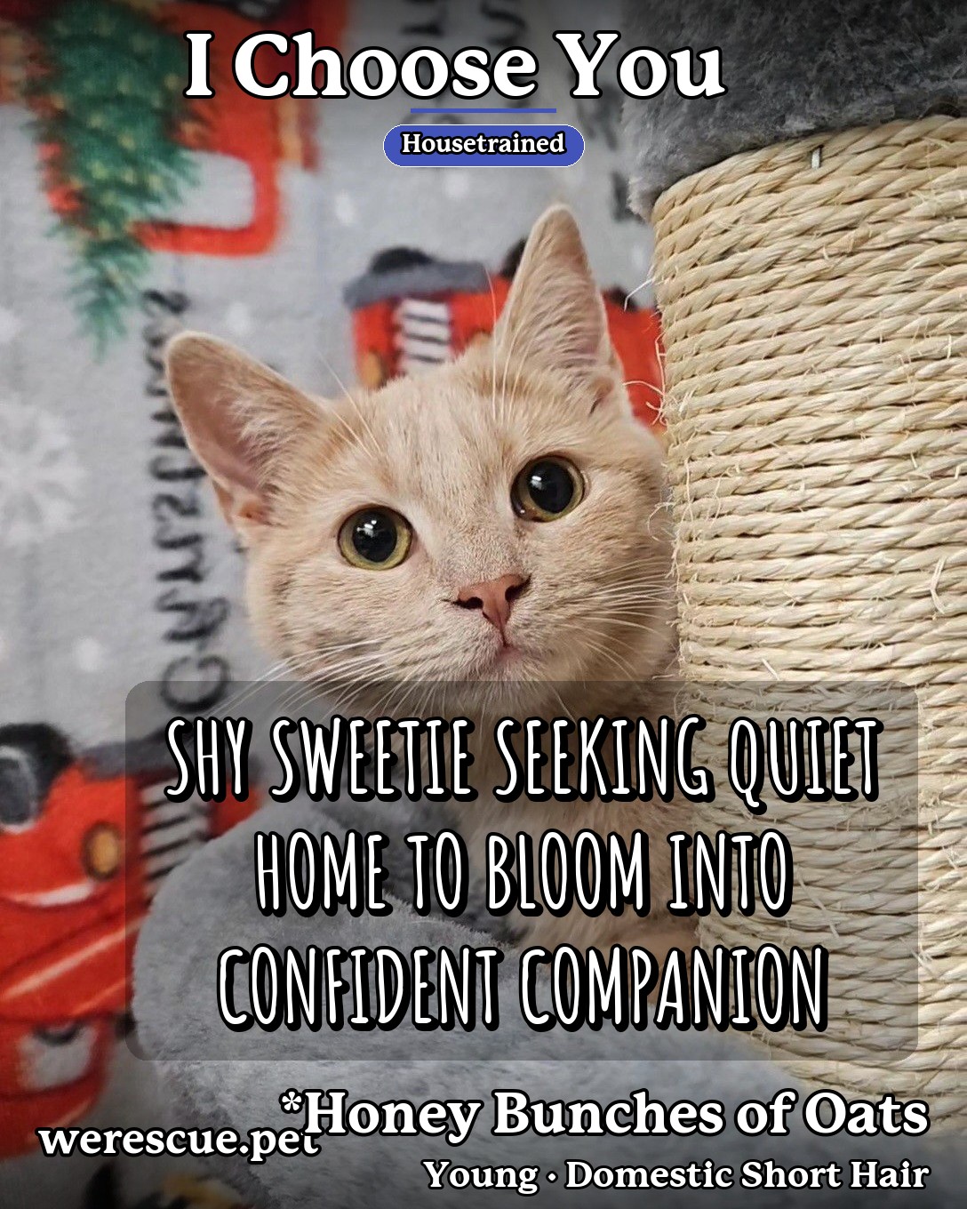 *Honey Bunches of Oats's social media photos post