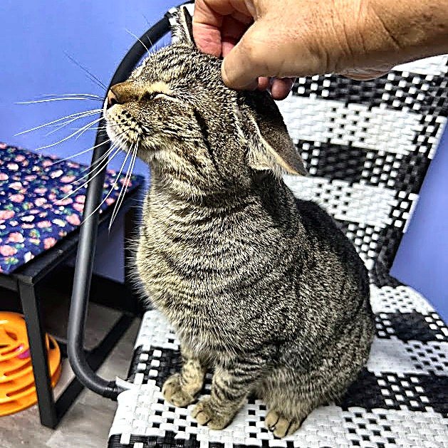 NICK - Tabby for adoption in Tyler