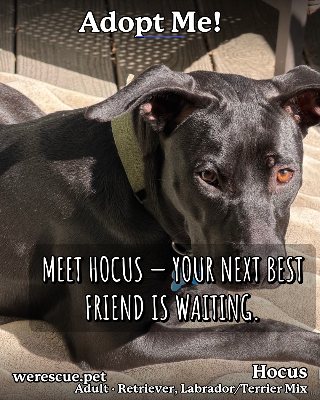 Hocus's social media photos post