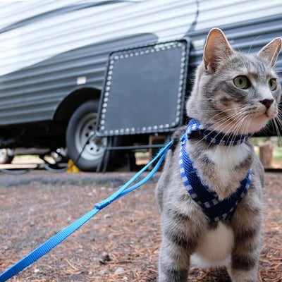 How to Leash Train a Cat: Your Complete Adventure Cat Guide image