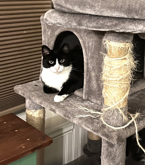 HUMPHREY - Domestic Short Hair for adoption in Baltimore