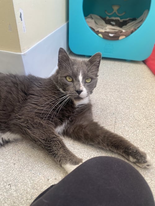 GARY - American Shorthair for adoption in Baltimore