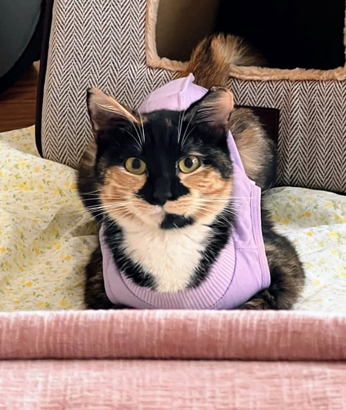 MAEVE - FIV+ - Domestic Short Hair available for adoption